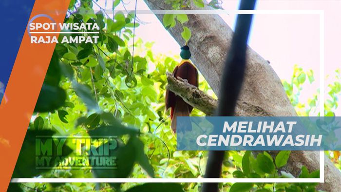 Cendrawasih, Cantiknya Bird Of Paradise Dengan Bulu-bulu yang Indah, Raja Ampat