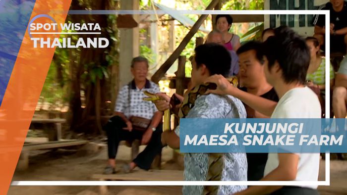 Maesa Snake Farm, Melihat Serunya Atraksi Ular Berbisa, Thailand