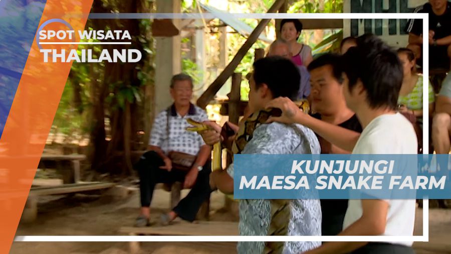 Maesa Snake Farm, Melihat Serunya Atraksi Ular Berbisa, Thailand