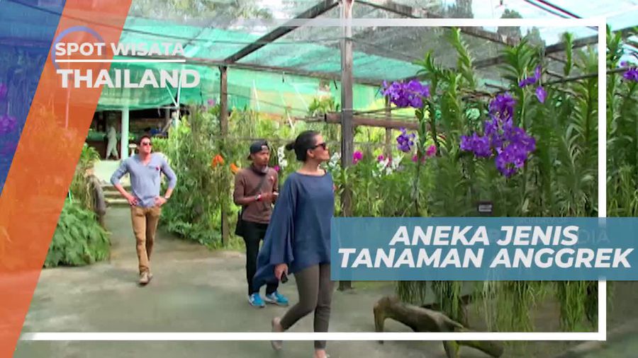 Indahnya Berada Diantara Berbagai Jenis Bunga Anggrek yang Sedang Mekar, Thailand