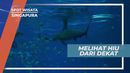 Melihat Dari Dekat Ikan Hiu di Aquarium Singapura