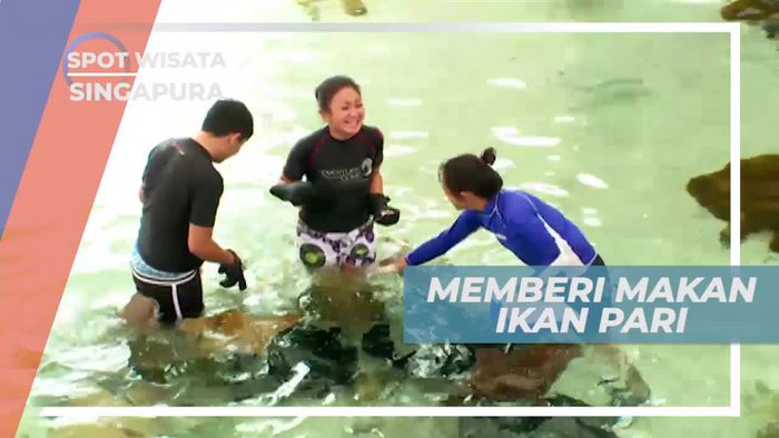 Memberi Makan Ikan Pari di Ray Bay Singapura