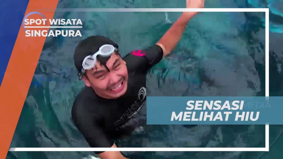 Menegangkan! Melihat Hiu Dibalik Kaca Setebal 5 cm, Singapura
