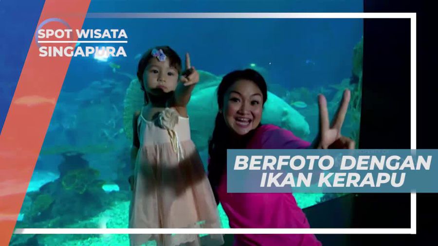 Berinteraksi Langsung Dengan Biota Laut Dengan Discovery Touch Pool, Singapura