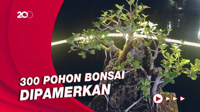 Rayakan HUT RI Ke-77, PPBI Parepare Gelar Pameran Bonsai