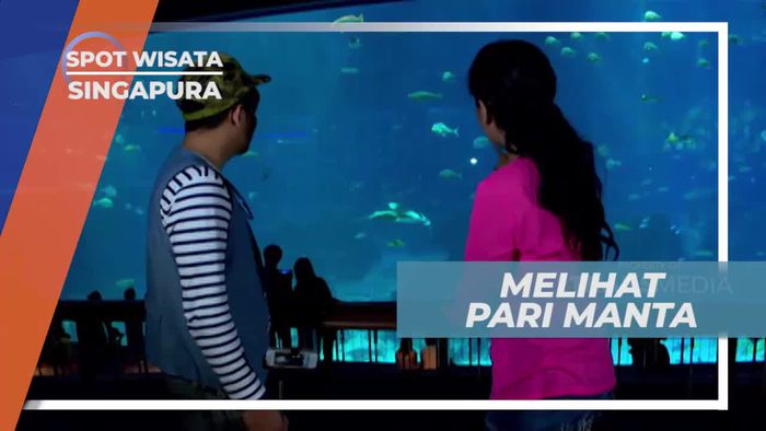 Pari Manta, Sang Raksasa Laut di Open Ocean South East Aquarium Singapura