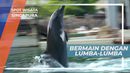 Dolphin Discovery, Program Interaksi Unik Untuk Bertemu Lumba-lumba, Singapura