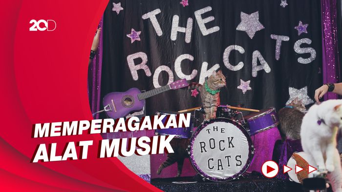 Melihat Konser Para Kucing yang Menggemaskan