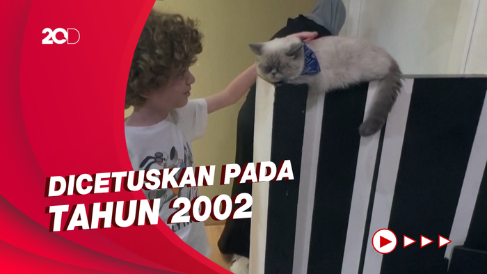 Mengenal Sejarah Hari Kucing Sedunia