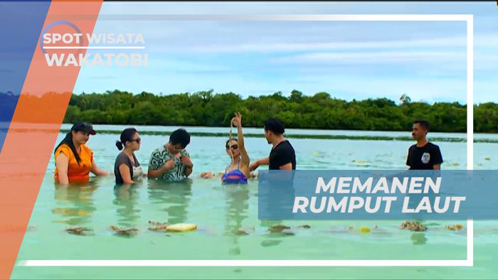 Sensasi Makan Rumput Laut Segar di Tempat Budidaya, Wakatobi