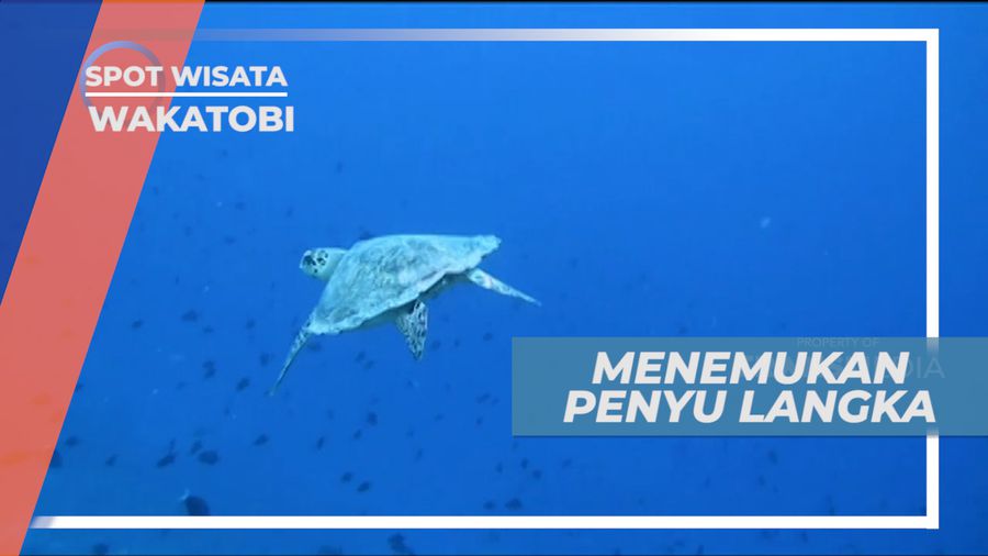 Pantai Sombu, Asiknya Menyelam Bertemu Dengan Penyu Langka, Wakatobi