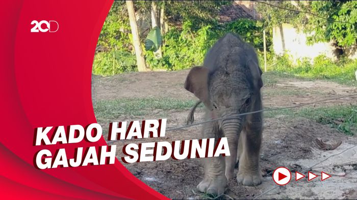 Bayi Gajah Sumatera Pertama yang Lahir di Lembaga Konservasi Lampung