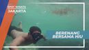 Menegangkan, Berenang Bersama Ikan Hiu di Pulau Panggang Jakarta