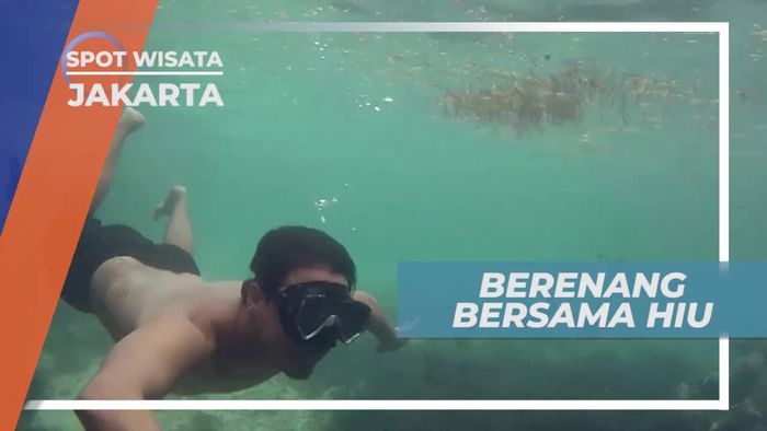 Menegangkan, Berenang Bersama Ikan Hiu di Pulau Panggang Jakarta