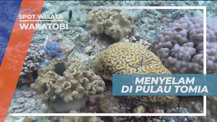 Diving Menikmati Keindahan Bawah Laut Pulau Tomia Wakatobi