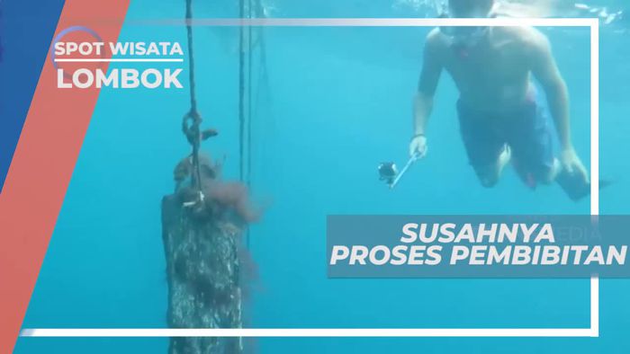Mutiara Kualitas Terbaik Dari Bumi Lombok Nusa Tenggara Barat