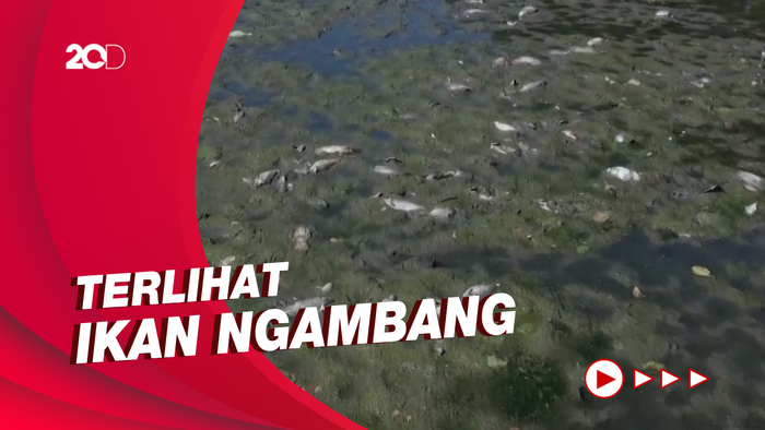 Penampakan Ikan-ikan yang Mati Akibat Gelombang Panas di Prancis