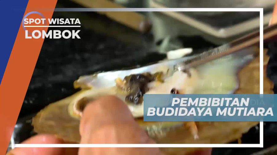 4 Tahun, Waktu yang Dibutuhkan Untuk Budidaya Mutiara, Lombok
