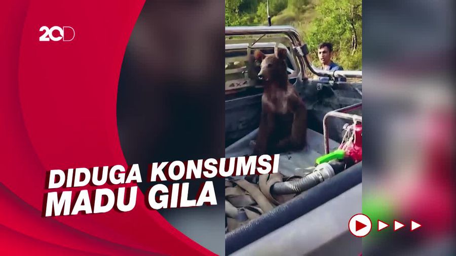 Saat Petugas Taman Nasional Turki Selamatkan Anak Beruang Mabuk