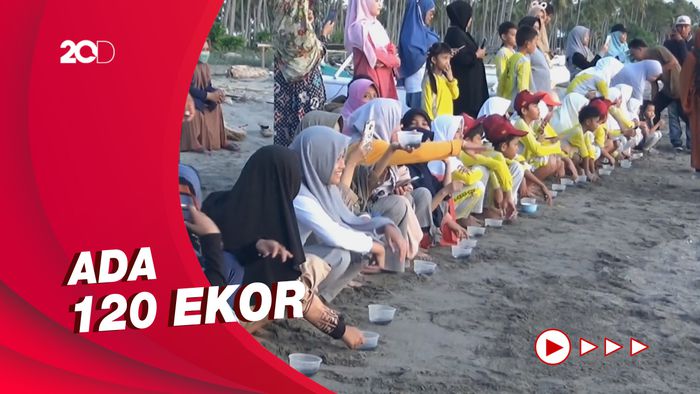 Ratusan Anak Penyu Dilepas di Pantai Lowita Sulsel