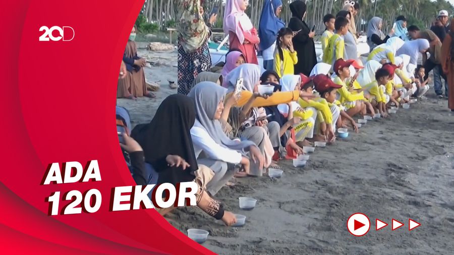 Ratusan Anak Penyu Dilepas di Pantai Lowita Sulsel
