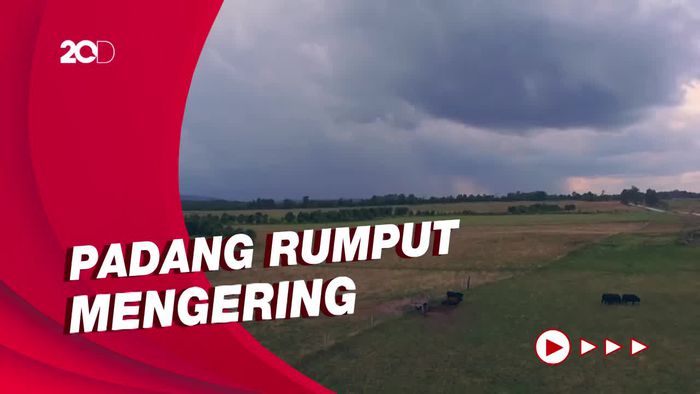 Kekeringan Ekstrem di AS, Petani Berharap Turun Hujan