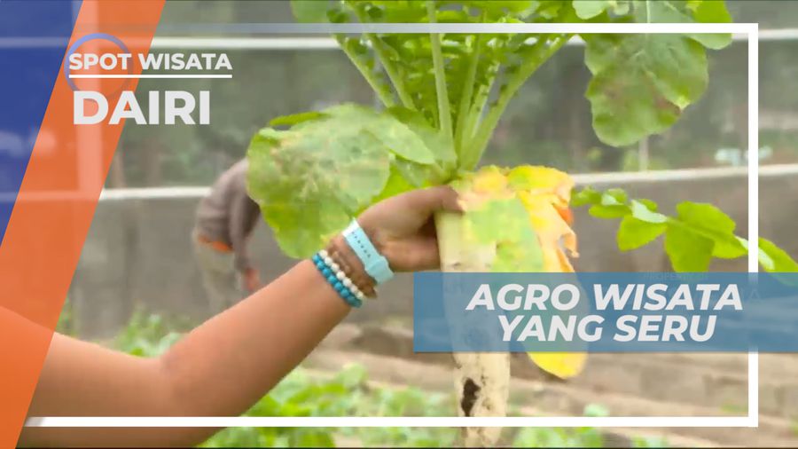 Taman Simalem, Mengunjungi Agro Wisata Sayuran yang Luas, Dairi