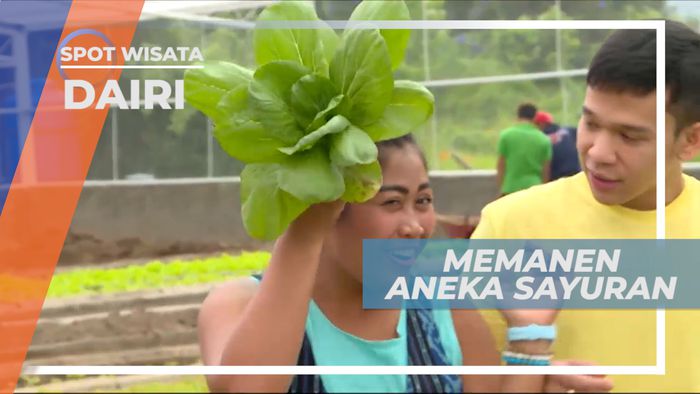Taman Simalem, Asiknya Memanen Aneka Sayuarn, Dairi