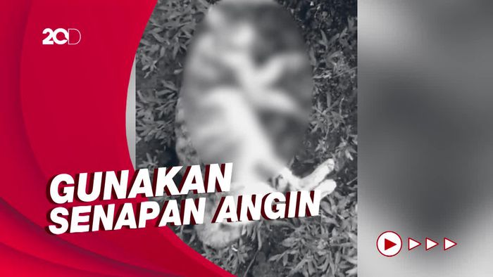 Pelaku Penembakan Kucing di Sesko TNI Ternyata Jenderal Bintang Satu