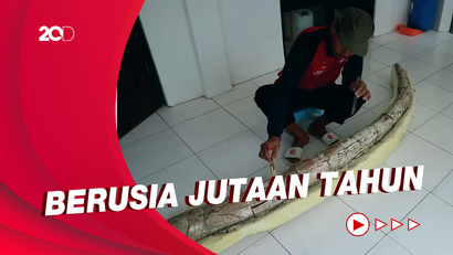 Fosil Gading Gajah Purba Ditemukan, Panjangnya 2,5 Meter