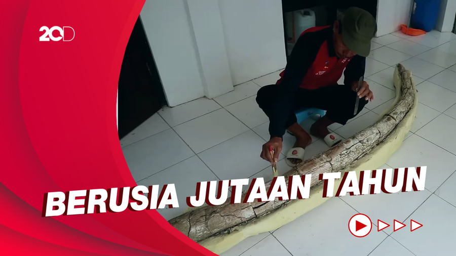 Fosil Gading Gajah Purba Ditemukan, Panjangnya 2,5 Meter