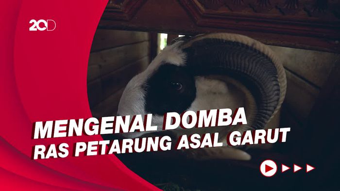Mengenal Domba Ras Petarung Asal Garut