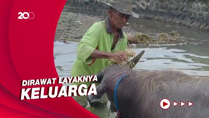 Intip Cara Khusus Rawat Kerbau Jelang Lomba Makepung