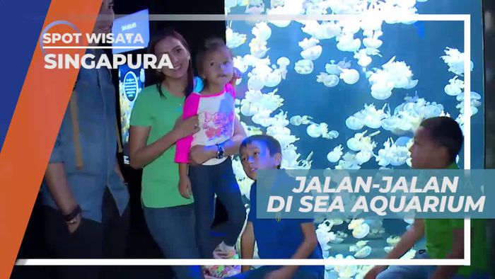 Berkunjung ke Aquarium Terbesar di Asia, Singapura