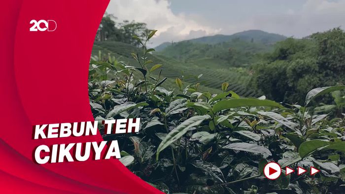 Inilah Kebun Teh Satu-satunya yang Ada di Banten