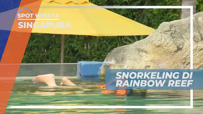 Snorkeling di Wahana Rainbow Reef Singapura