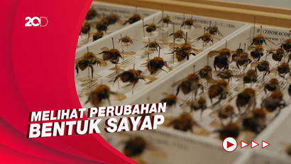 Studi Ungkap Perubahan Iklim Bikin Lebah Stres