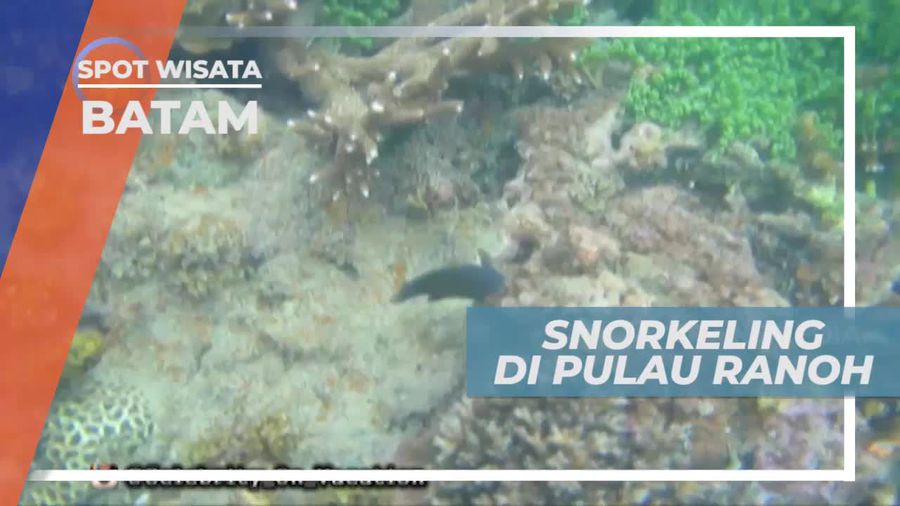 Snorkeling Menikmati Pemandangan Bawah Laut Pulau Ranoh yang Mempesona, Batam
