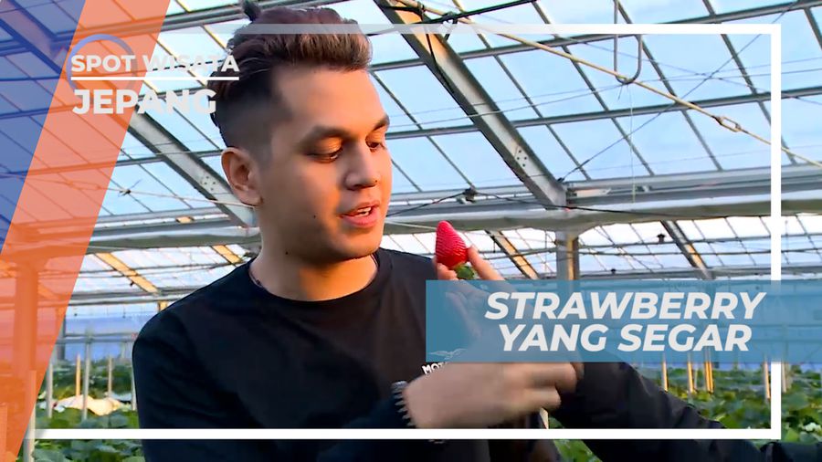 Kebun Strawberry dengan Kesegaran Memetik Langsung dan Mencicipinya, Jepang
