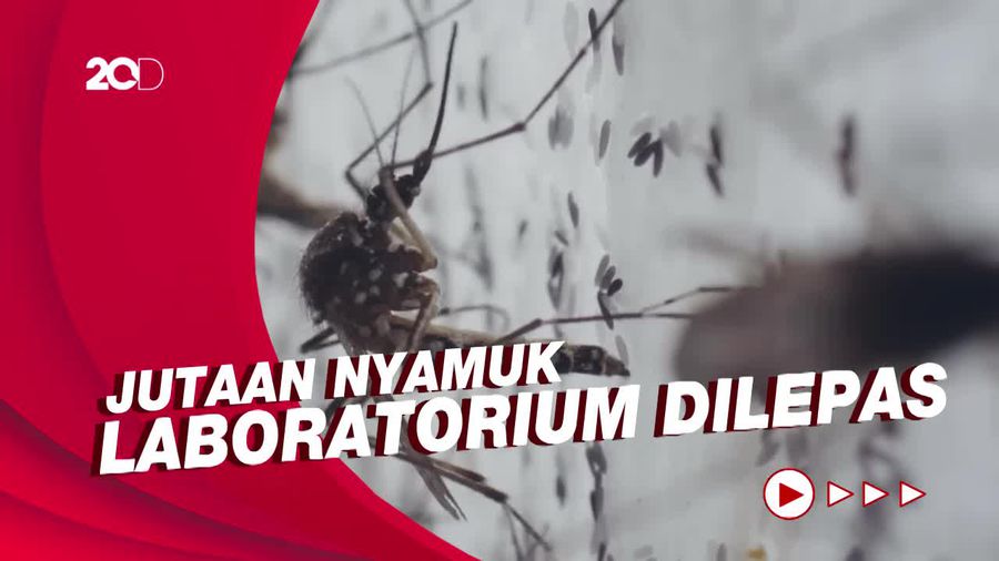 Bill Gates Dukung Riset Atasi Demam Berdarah di Yogyakarta