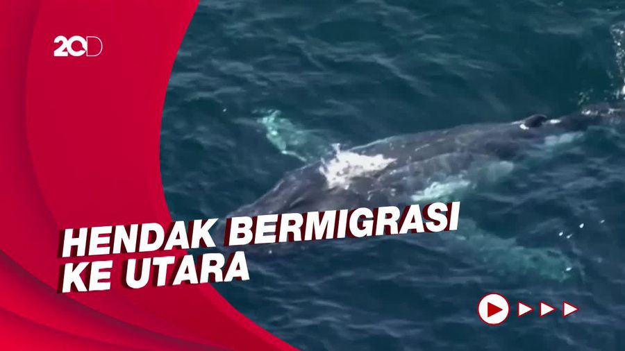 Penampakan Paus Bungkuk di Lepas Pantai Sydney