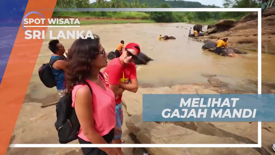Momen Lucu Melihat Gajah Berkumpul Untuk Mandi, Srilanka