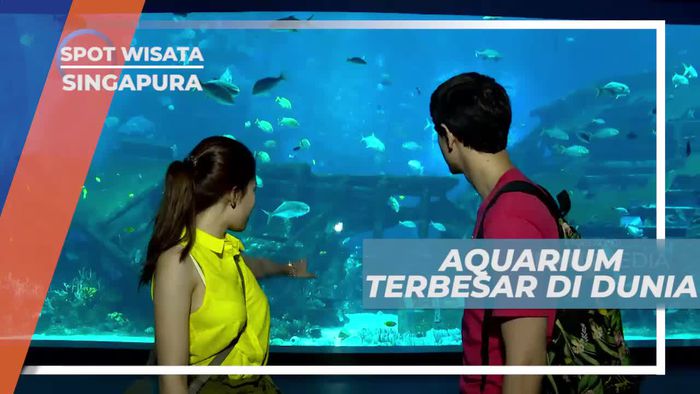 Berkunjung ke Aquarium Terbesar di Dunia, Singapura