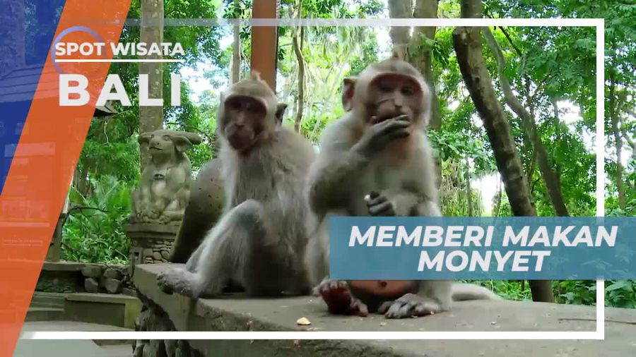 Berinteraksi Langsung dengan Monyet Lucu di Bali