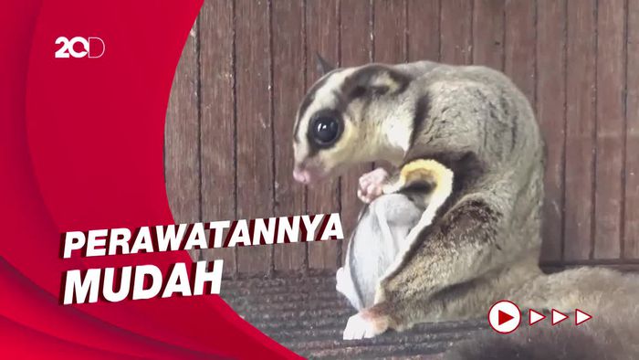 Jualan Sugar Glider Untung Jutaan Rupiah per Bulan