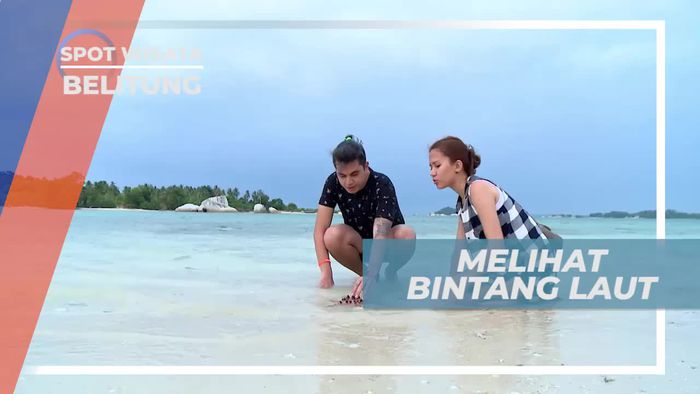 Melihat Dari Dekat Bintang Laut di Pulau Babi Kecil Belitung