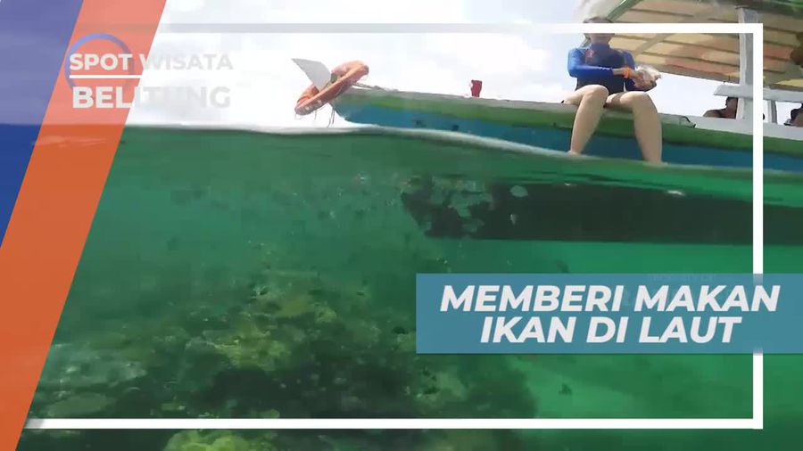 Serunya Memberi Makan Ikan di Laut Belitung