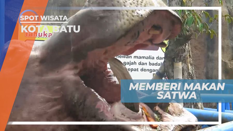 Berinteraksi dan Memberi Makanan Satwa-satwa Penghuni Kebun Binatang, Kota Batu