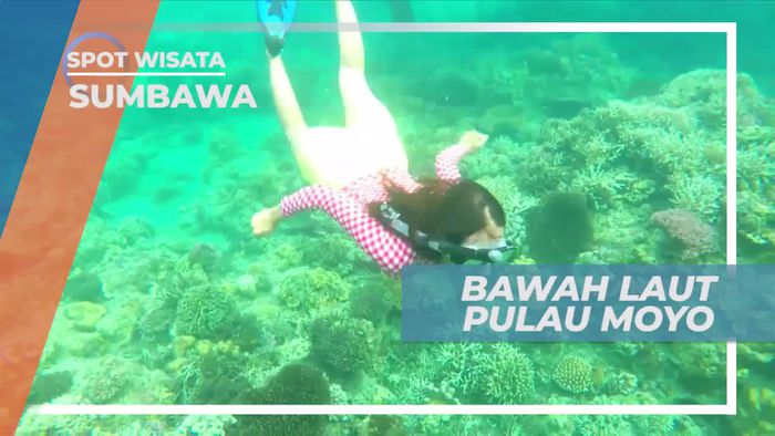 Snorkeling Menikmati Keindahan Bawah Laut Pulau Moyo Sumbawa