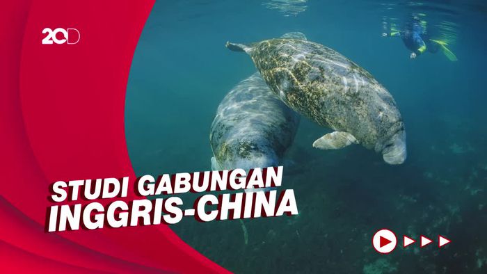 Dugong Jadi Mamalia Besar Pertama yang Punah di China